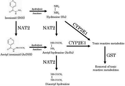 Redox Imbalance and Oxidative DNA Damage During Isoniazid Treatment of HIV-Associated Tuberculosis: A Clinical and Translational Pharmacokinetic Study